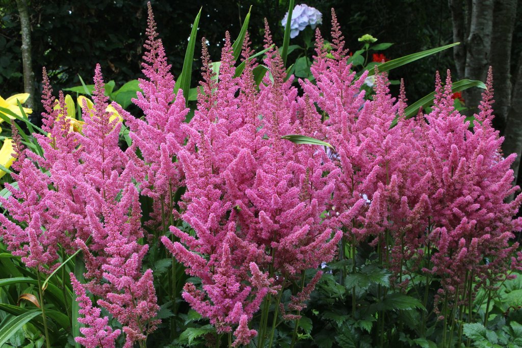 Astible Vision in Pink My Favorite Plante Vivaces  Merci  Robert Page de Varenne....Je T'aime